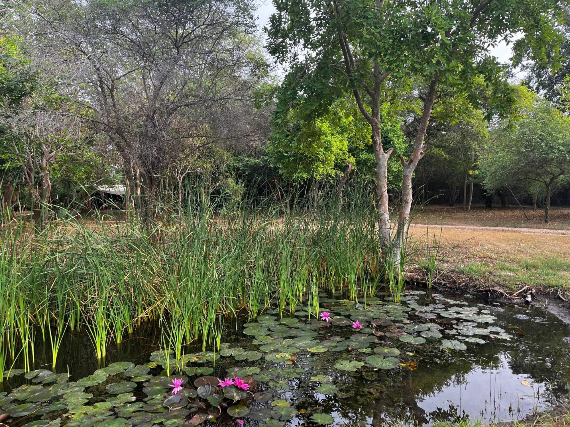 Mahoora - Wilpattu By Eco Team Hotel Exterior photo